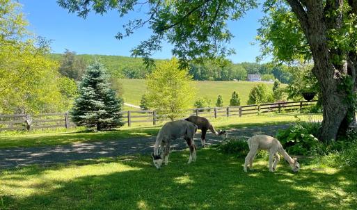 Photo #60 of 801 Purdum Mill Road, Appomattox, VA 28.3 acres
