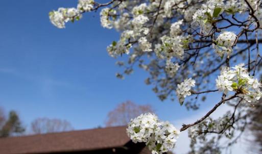 Photo #51 of 111 POPLAR HILL DR, Farmville, VA 3.0 acres