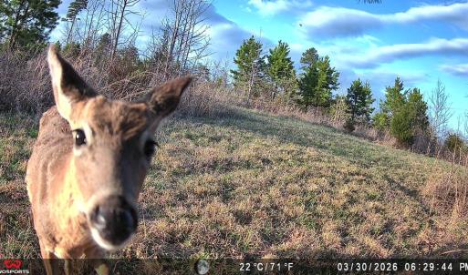 Photo #4 of 1895 Cemetery Rd, Chase City, VA 49.3 acres