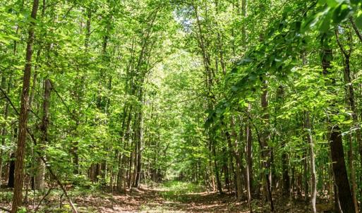 Photo #54 of 1783 Prince Edward Highway, Pamplin, VA 96.6 acres