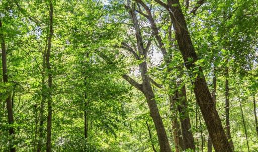 Photo #56 of 1783 Prince Edward Highway, Pamplin, VA 96.6 acres