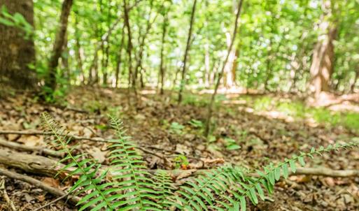 Photo #57 of 1783 Prince Edward Highway, Pamplin, VA 96.6 acres