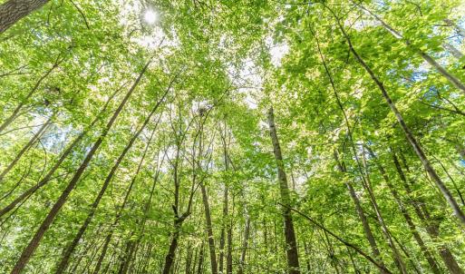 Photo #58 of 1783 Prince Edward Highway, Pamplin, VA 96.6 acres