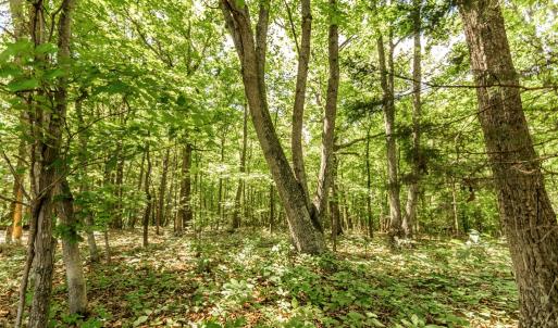 Photo #59 of 1783 Prince Edward Highway, Pamplin, VA 96.6 acres