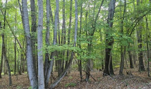 Photo #2 of 906 Equestrian Trail Rd., New Canton, VA 6.7 acres