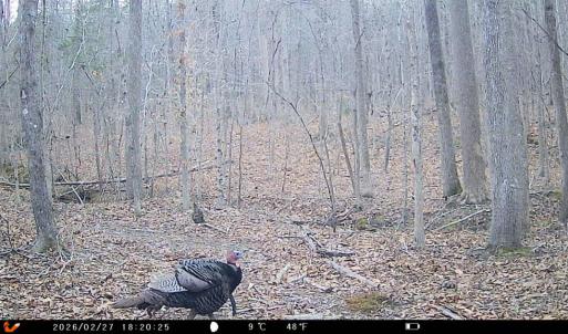 Photo #37 of 469 Jenkins Church Rd, Cumberland, VA 23.7 acres