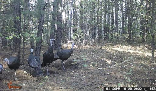 Photo #4 of 469 Jenkins Church Rd, Cumberland, VA 23.7 acres