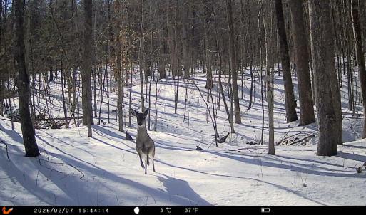 Photo #28 of 469 Jenkins Church Rd, Cumberland, VA 23.7 acres