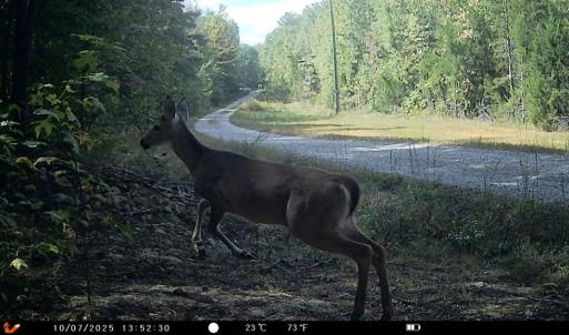Photo #39 of 469 Jenkins Church Rd, Cumberland, VA 23.7 acres