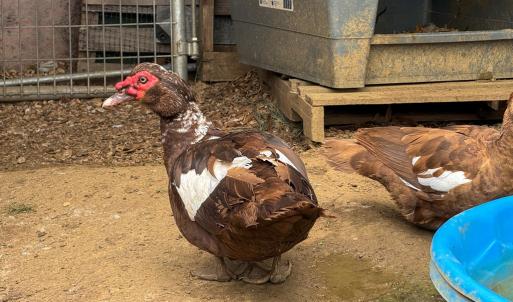 Photo #30 of 1370 Hunters Lane, Chase City, VA 4.6 acres