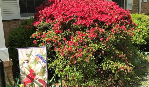 Photo #3 of 2501 Whitehead Road, Keysville, VA 9.5 acres