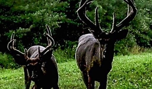 Photo #56 of 258 Peaceful Lane, Dry Fork, VA 99.0 acres