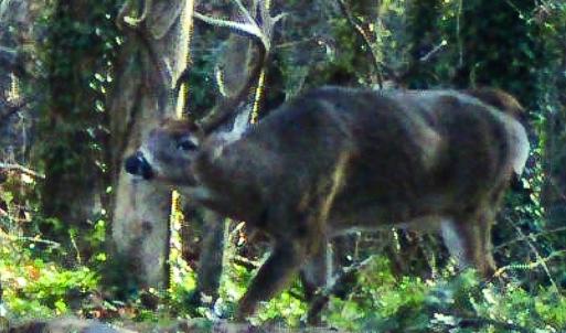 Photo #57 of 258 Peaceful Lane, Dry Fork, VA 99.0 acres