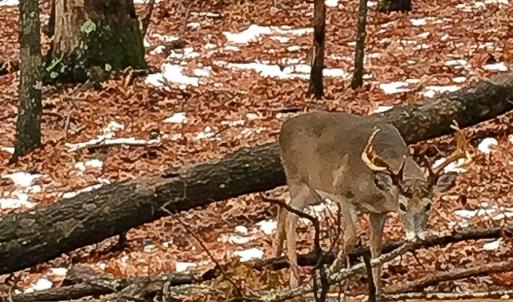 Photo #59 of 258 Peaceful Lane, Dry Fork, VA 99.0 acres