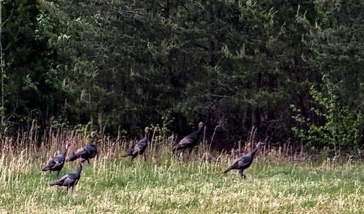 Photo #60 of 258 Peaceful Lane, Dry Fork, VA 99.0 acres
