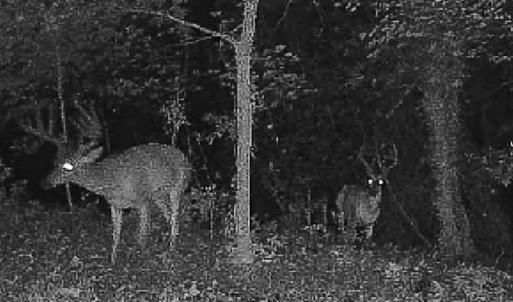 Photo #58 of 258 Peaceful Lane, Cascade, VA 99.0 acres