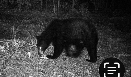 Photo #62 of 258 Peaceful Lane, Cascade, VA 99.0 acres