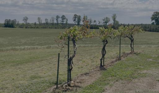 Photo #30 of 8 Red Oak Ln, Skipwith, VA 55.6 acres
