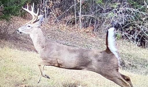 Photo #58 of 8598 W Courthouse Road, Burkeville, VA 100.0 acres