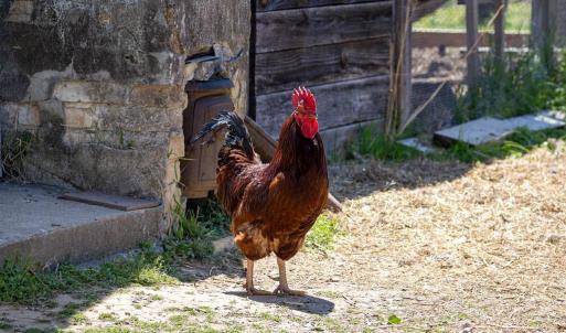 Photo #46 of 525 Raines Tavern Road, Farmville, VA 75.0 acres