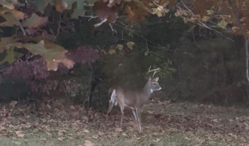 Photo #56 of 1408 Coleman Mountain Rd, Appomattox, VA 23.6 acres