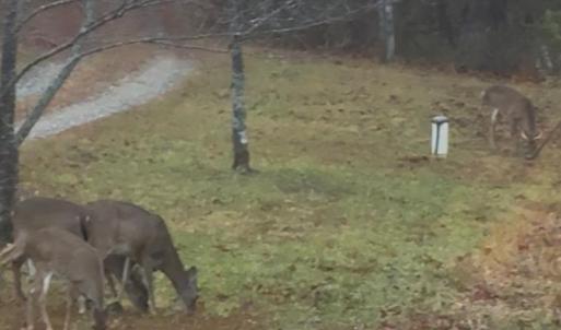 Photo #57 of 1408 Coleman Mountain Rd, Appomattox, VA 23.6 acres