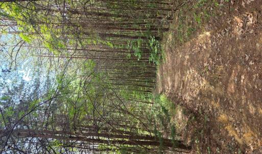 Photo #60 of 1408 Coleman Mountain Rd, Appomattox, VA 23.6 acres