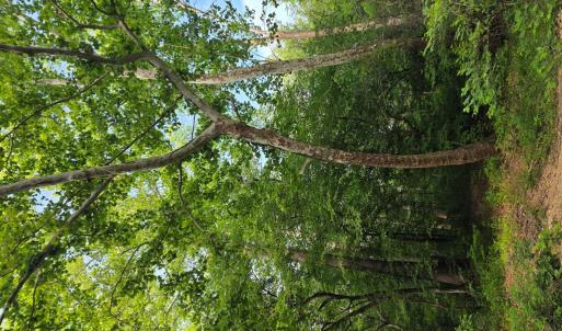 Photo #76 of 1408 Coleman Mountain Rd, Appomattox, VA 23.6 acres