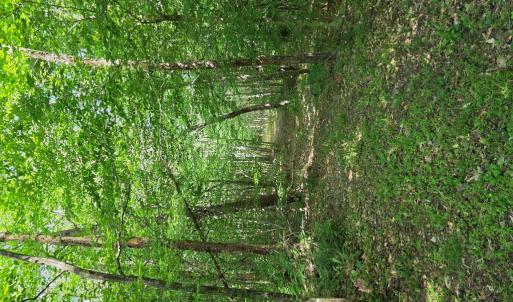Photo #84 of 1408 Coleman Mountain Rd, Appomattox, VA 23.6 acres