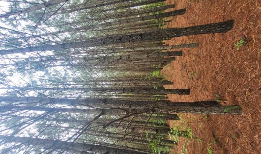 Photo #63 of 402 Easy Street, Dundas, VA 61.8 acres