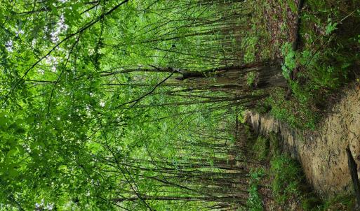 Photo #65 of 402 Easy Street, Dundas, VA 61.8 acres