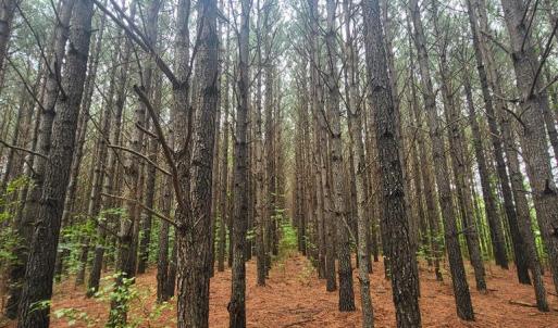 Photo #63 of 402 Easy Street, Dundas, VA 61.8 acres