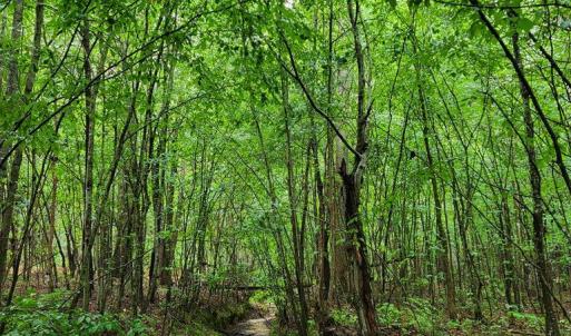 Photo #65 of 402 Easy Street, Dundas, VA 61.8 acres