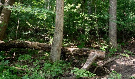 Photo #66 of 385 Asal, Cumberland, VA 21.5 acres