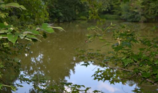 Photo #12 of 82 Rock Creek Rd, Cumberland, VA 51.7 acres