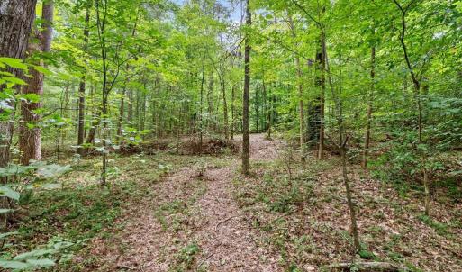 Trails - Explore woods, The adjoining parcel offers 64.21 acres of forest.