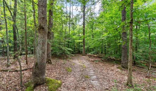 Mature Woods offer clear hiking
