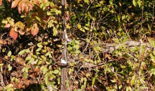 Photo #39 of 2515 Jerico Rd, Buckingham, VA 10.0 acres