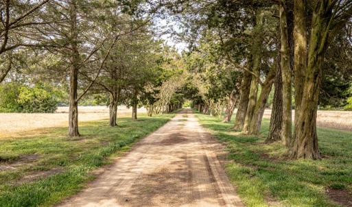 Cedar Lined Drive