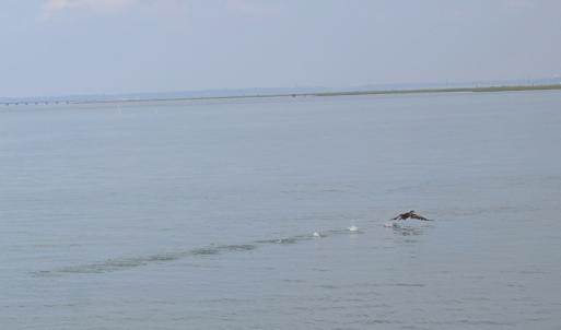 Photo #5 of 2522 MAIN ST, CHINCOTEAGUE, VA 0.2 acres