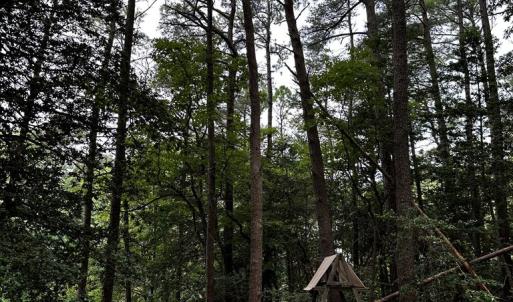 Photo #40 of 7086 LONG POINT RD, EXMORE, VA 8.5 acres