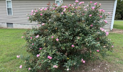 Photo #37 of 36101 UPSHUR NECK RD, QUINBY, VA 1.0 acres