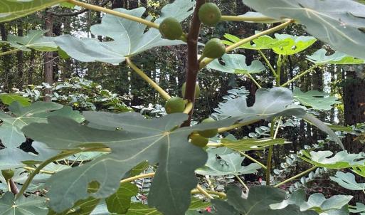 Photo #10 of 26491 MASON RD, BLOXOM, VA 9.5 acres
