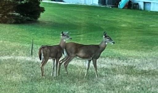 Photo #11 of 227 SMUGGLERS WAY, GREENBACKVILLE, VA 9,750.0 acres