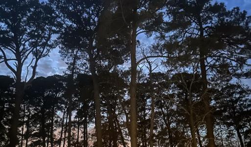 Photo #12 of 102 CREEKSIDE LN, CAPE CHARLES, VA 0.8 acres