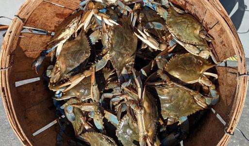Bounty from the Bay