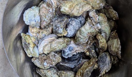 Bounty from the Bay