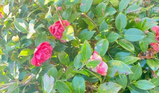 Photo #25 of 3512 SUNNYSIDE RD, CAPE CHARLES, VA 0.3 acres