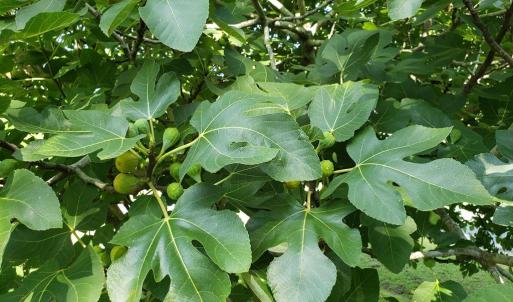 Photo #51 of 31523 SUNRISE DR, PAINTER, VA 0.3 acres