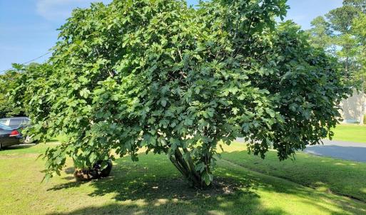 Photo #52 of 31523 SUNRISE DR, PAINTER, VA 0.3 acres